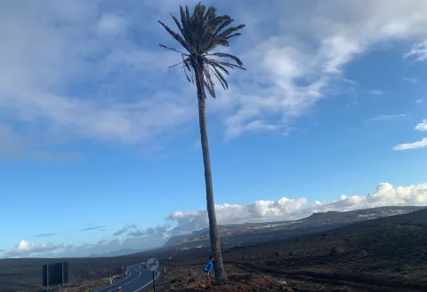 Thumbnail of Palmera Mozaga(1).jpeg