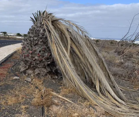 Thumbnail of palmera(1).jpeg