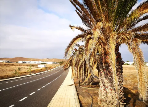 Thumbnail of palmera-teguise.jpeg