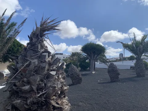 Thumbnail of teguise-2.jpeg